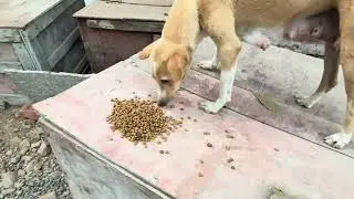 Daily update mother dog and puppies under my care 🙏
