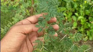 Desi Babool tree - Many uses| Information