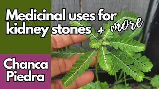 Medicinal uses of CHANCA PIEDRA / Earth's Medicine