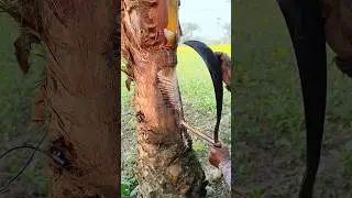 The method of extracting date palm sap from date palm trees #nature  #datepalmsap #youtubeshorts