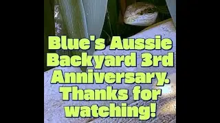 Fun Times Living with Aussie Blue Tongue Lizards and Cats