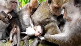 Cruel Monkey Take Baby BrutusJR To Tear and JR Cry So Loudly|  Baby Polly Like Eating,Licking Finger