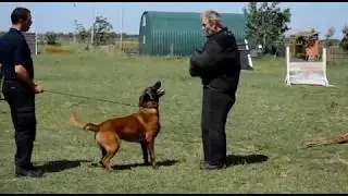 KNPV Protection and Police dogs for sale +38162173310
