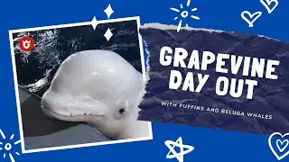 Grapevine Day Out: A Beluga Whale And Puffin Sanctuary