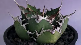 20260117 アガベ・チタノタ シーザー/凱撒（小株）-065｜agave titanota caesar