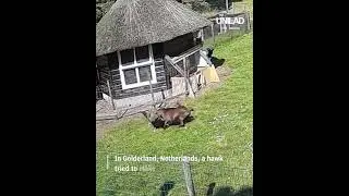 Farm Animals Protect Chicken Friend from Hawk Attack 😲 #video #short #shorts #farming