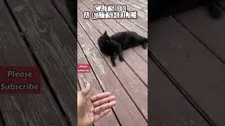 Cats in general: how most cats act #funny #cute #trending #viralvideo #cat #straycat