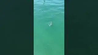 Aggressive Sharks Eat My Bait Florida Keys Bridge Fishing #floridakeys #sharkfishing  #bridgefishing