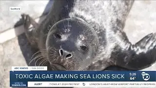 Toxic algae bloom leaves sea lions sick in San Diego