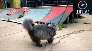 Illusion cat hopping