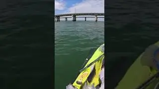 MASSIVE Cobia on the EEL! Via @FishAholicTV #fishing #kayak #florida #fish #cobia #shorts #lure