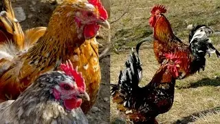 Swedish Flower chickens, Schwedische Blumenh&uuml;hner Sk&aring;nsk blommeh&ouml;na rooster