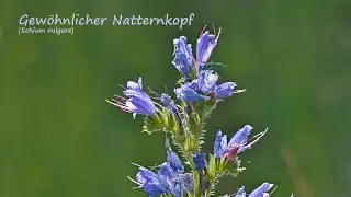 Gewöhnlicher Natternkopf