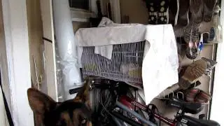 German Shepherd's First Impression Seeing a Dove