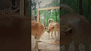 MorMischief#CanineComedy#ReflectionRumble#BarkingAtNothing#PawsForLaughs#ImposterDog#SelfReflection