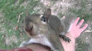Chester the Squirrel