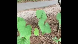 Muscadinia rotundifolia (мускадин)