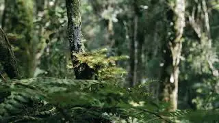 The Cursed Forest | Part 1