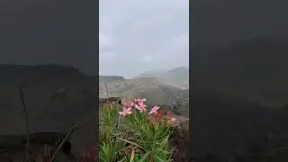 alone flower 🌺