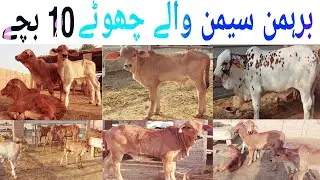 Brahman Calves Farming in Pakistan | Brahman Cow ke breeding kesy hoti hai | Semn waly 10 Bachy