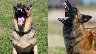 German Shepherd vs  Malinois  Elite Working Dog Showdown!