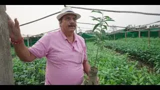 Understanding the P126 tea clone | Assam Tea Education | Jay Shree Tea
