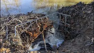 Breaking the Beaver Dam | Culvert Unclogging in a Drainage Ditch