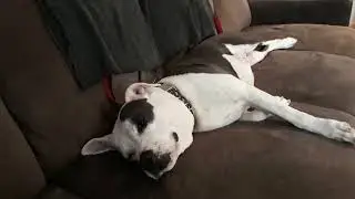 ASMR Sleeping Dog Snoring Pet Sounds