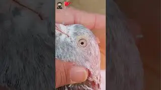 Home breed from Malik Ali Muhammad