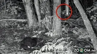 Cat enjoying a meal in peace &ndash; then suddenly a predator appears