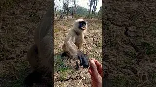 Hanuman ji ki jai #ytshorts#hanumanjikijai#bajrang#monkeys#langurwildlifemonkeys#jaishreeram#bnda
