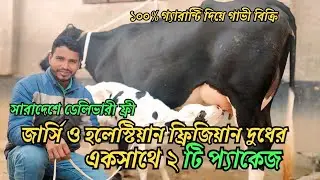 #5/2/26 হাই কোয়ালিটির ২০ প্লাস দুধের হলেস্টিয়ান ফ্রিজিয়ান গাভী, সাথে সারাদেশে ডেলিভারী ফ্রী