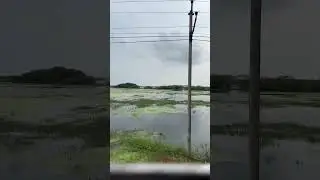 Kolleru subscribe #andhrapradesh #hyderabad #travel #eastgodavari #krishna #eluru #vizag #trending
