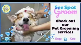 See Spot Groom