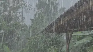 Relaxing Rain Sounds on Roof 🌧️ Real Village Ambience for Sleep