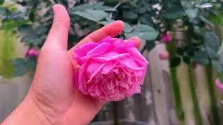 Chia sẻ kinh nghiệm cho người mới trồng hoa hồng