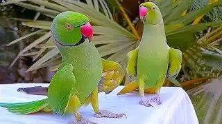 USA Amezing Parrot Video। Funny Bird Videos USA। Cute Parrot Video USA। American Ringneck Pet Baird।