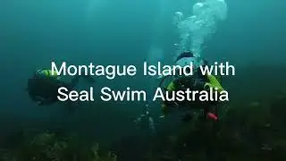 Montague island with Wazza and Seal Swim Australia