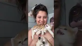 Golden British Shorthair #cuteshorts #shortsvideo #kittens