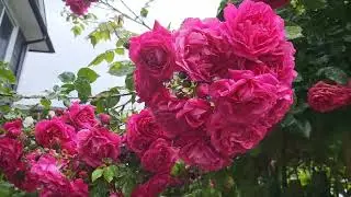 Florentina & Laguna Rose - #rose