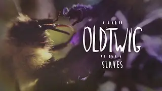 kingdom eye | OldTwig Slaves