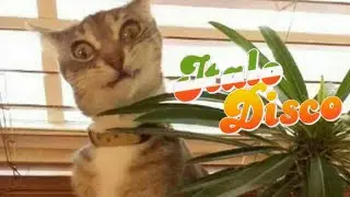 The Boyd Brothers- Keep it coming | Funny Cats Compilation | Memes | High Energy | Italo Disco 80s