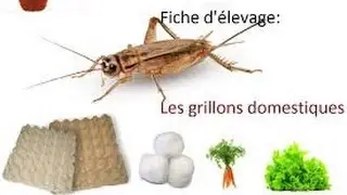 [ nouveau tuto] elevage de grillons