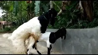 Goat Mating | Super Goat mating | Goat Cross breeding | Animals Mating