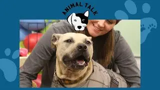 This dog fighting survivor inspired a local pit bull rescue | Animal Talk