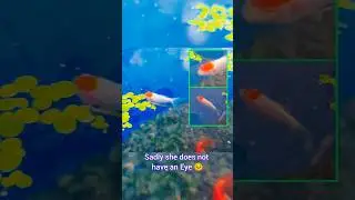 My very special One Eyed Red Cap Gold Fish 😍 #goldfish #redcapgoldfish #oneeyedfish #piscitales