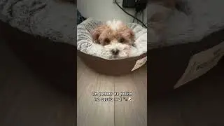 Me llamo cinnamon #foryou #shipoo #dog #tiktok #cinnamon #perros
