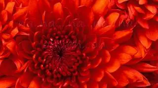MIND TRICK by Jamie Cullum ( with Lyric )