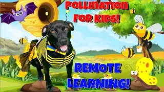 Pollination For Kids! Kids Learn With Diggy Dog!