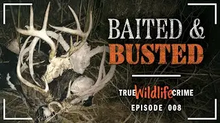 True Wildlife Crime: When State Violations Become Federal Charges